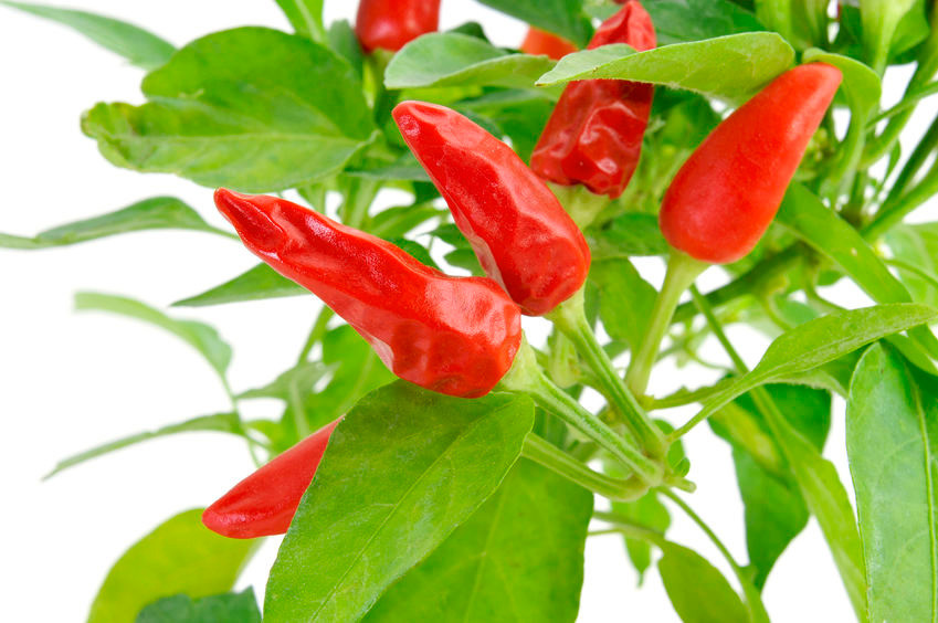 Rebus 5 Lembar Daun Cabai Selama 15 Menit, Khasiatnya Luar Biasa Bagi Tubuh